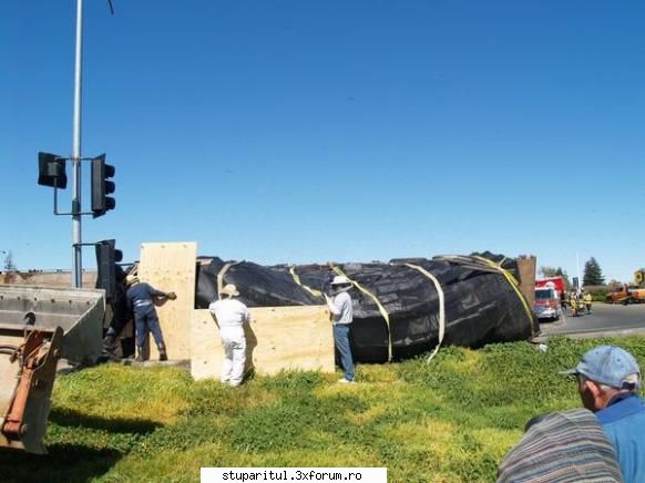 accident cu albine in america - cipy - POZE