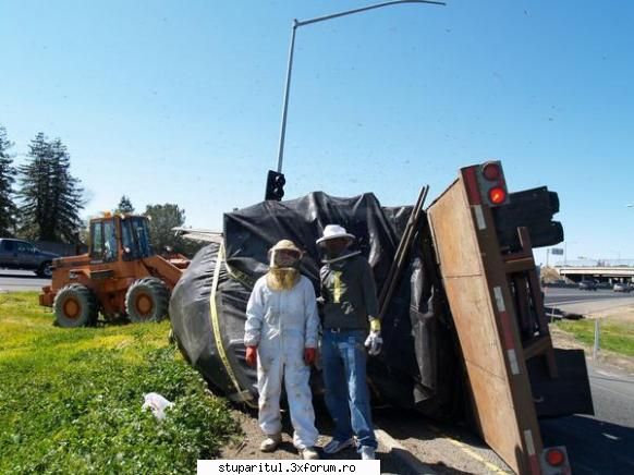 accident cu albine in america - cipy - POZE