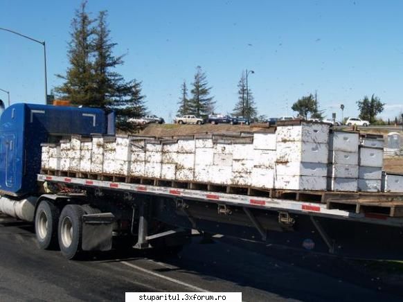accident cu albine in america - cipy - POZE