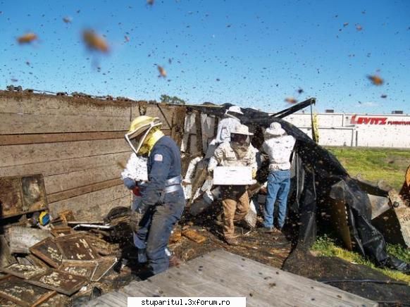 accident cu albine in america - xxxxxxxxxxxxxxxxxxxxxxxxxxxxxxxxxxxxxxxxxxxxxxxxxx - POZE