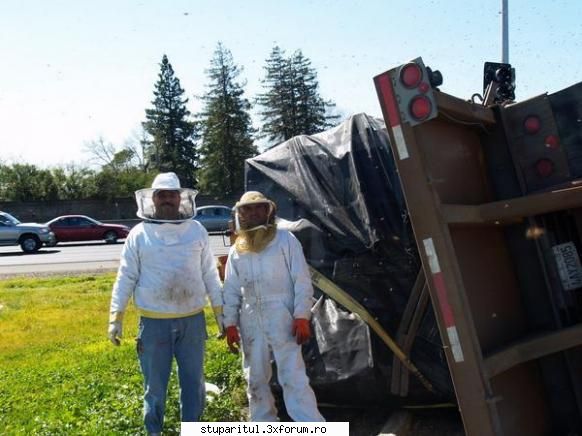 accident cu albine in america - cipy - POZE