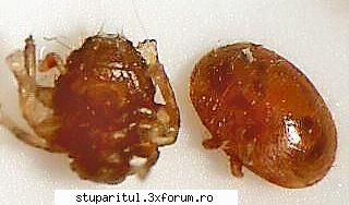 aici gasiti totul despre paduchele albinelor - Braula caeca (diptera) - BOLI SI DAUNATORI - TRATAMENTE