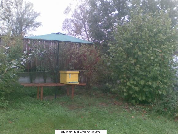 albina ramasa dupa diafragma - Poa sa ninga poa sa ploua..... am pus umbrela - PAGINA APICULTORULUI INCEPATOR