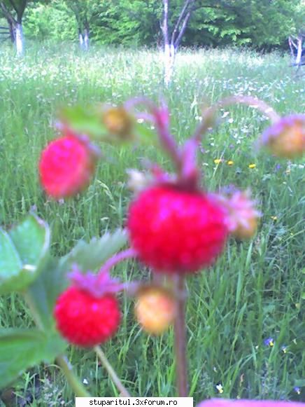 albine - Buna ziua, e nevoie de un apicultor cu experienta - RASE SI HIBRIZI DE ALBINE