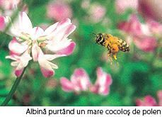 albinutza - Gabriela - POZE