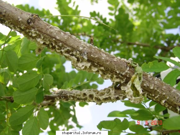 am nevoe urgent de sfaturi despre roii naturali - Am auzit că acolo - INMULTIREA FAMILIILOR DE ALBINE