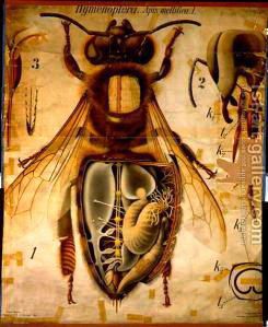 anatomia_si_fiziologia_albinei - Multzumit??asta e cea mai corecta din punctul - RASE SI HIBRIZI DE ALBINE