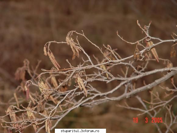 anin...primul cules de polen - el aduce primele "painici" calde - BAZA MELIFERA - PLANTE , ARBUSTI , ARBORI