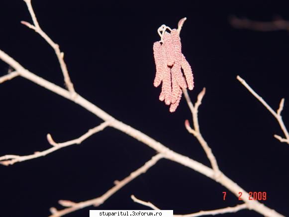 anin...primul cules de polen - A bagat "paine proaspata si - BAZA MELIFERA - PLANTE , ARBUSTI , ARBORI