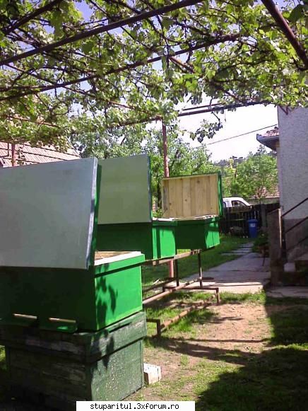 antiopa din ardeal - Si pentru ca albinele nu mi-au dat de lucru in - POZE