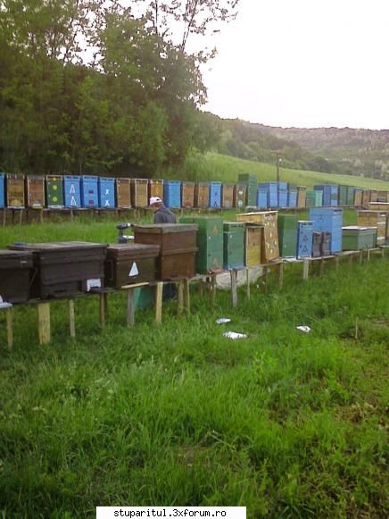 antiopa din ardeal - Am si eu un "spion" in zona, un stup mititel (dus - POZE