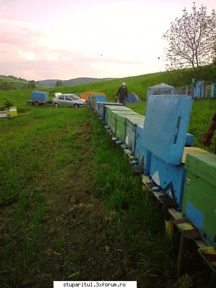 antiopa din ardeal - Prietenul meu va avea zile fierbinti si nopti - POZE