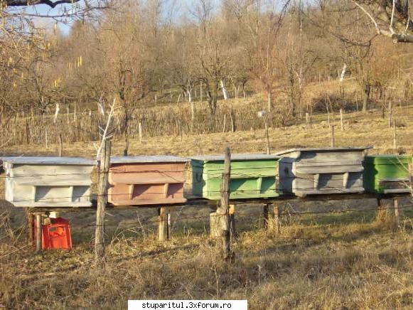 apicultor nou - eugen65 - PAGINI PERSONALE ! CINE SUNT EU ?