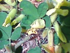 apis cerana - gmih - RASE SI HIBRIZI DE ALBINE