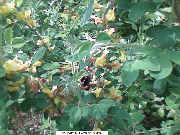 apis cerana - gmih - RASE SI HIBRIZI DE ALBINE