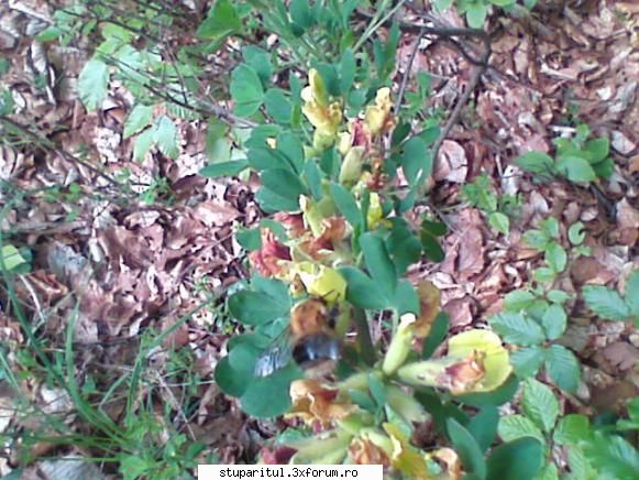 apis cerana - gmih - RASE SI HIBRIZI DE ALBINE