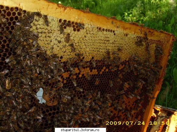 apis melifera caucasica - Am tot cautat, si am gasit o poza cu albinele in - RASE SI HIBRIZI DE ALBINE