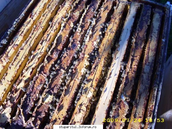 apis melifera caucasica - si o poza cu propolizarea - RASE SI HIBRIZI DE ALBINE