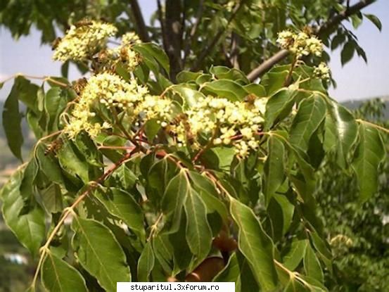 arborele de evodia - stie cineva unde se poate gasi un puiet? - DISCUTII APICOLE DIVERSE