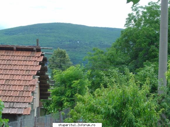 azi - asta vad albinele cand se uita pe urdinis - POZE