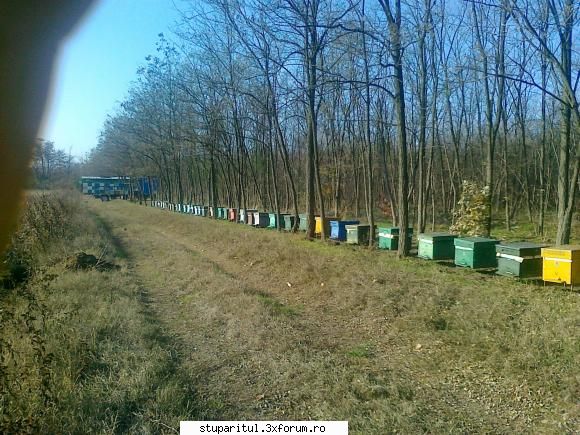 azi a fost o zi superba pe malul Dunarii - iosca - DISCUTII APICOLE DIVERSE