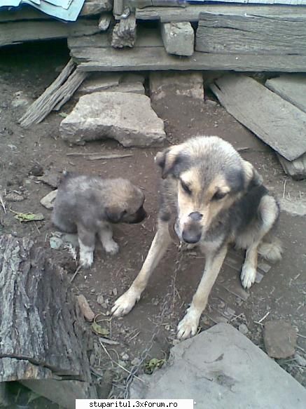 azi in stupina - orban stefan - POZE