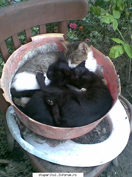 azi in stupina - uni lucreaza si altii dorm - POZE