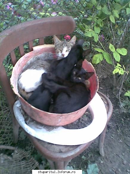azi in stupina - orban stefan - POZE