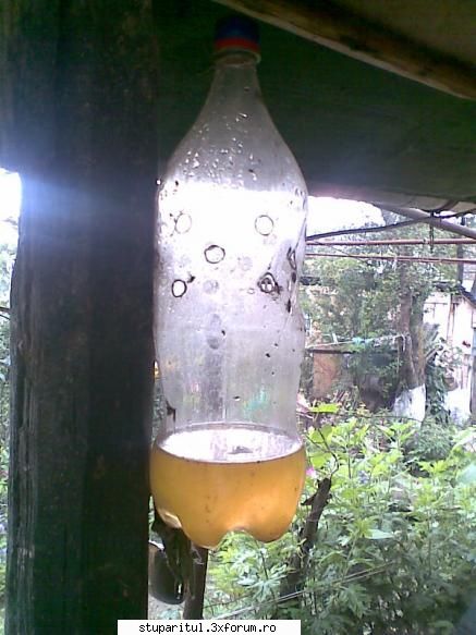 azi in stupina - anti viespi bere fanta otet - POZE