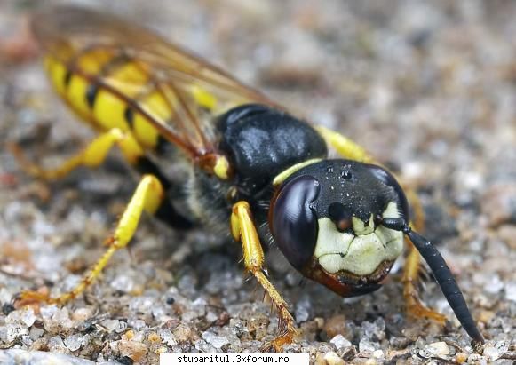 bondari ucigasi - Philanthus triangulum este acesta - VIDEOCLIPUL SAPTAMANII