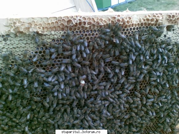 botci astazi - Din cauza hranirii cu turte si sirop ( ) la patru - INTRETINEREA ALBINELOR