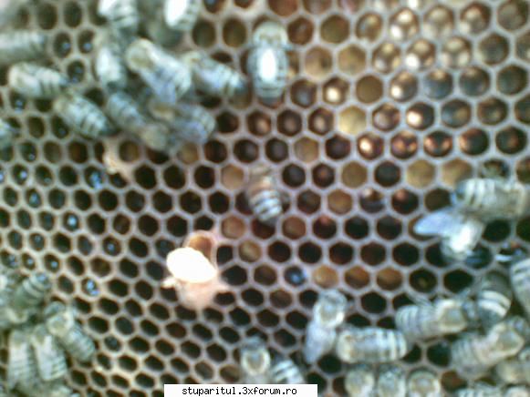 botci astazi - pngflorin - INTRETINEREA ALBINELOR
