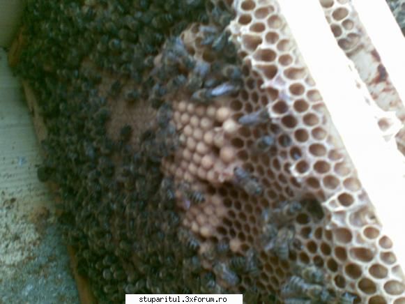botci astazi - pngflorin - INTRETINEREA ALBINELOR