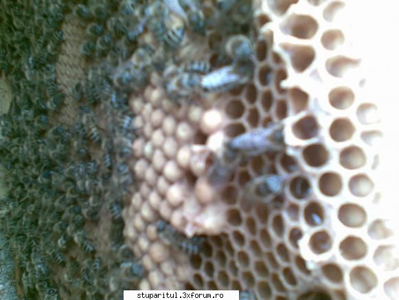 botci astazi - pngflorin - INTRETINEREA ALBINELOR