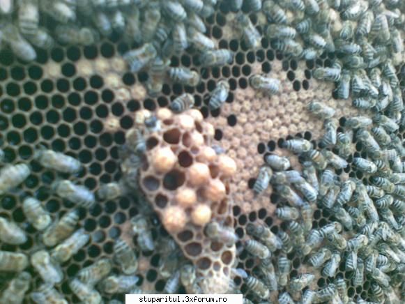 botci astazi - pngflorin - INTRETINEREA ALBINELOR