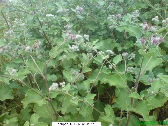 brusture - si brusturele este vizitat de albine - BAZA MELIFERA - PLANTE , ARBUSTI , ARBORI