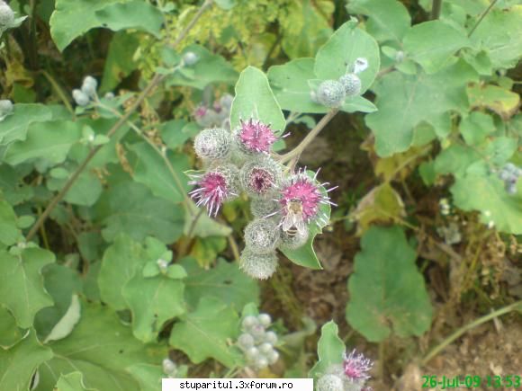 brusture - mihaipop_55 - BAZA MELIFERA - PLANTE , ARBUSTI , ARBORI