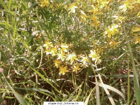 buruiana...cine o cunoaste?????? - si mai de aproape!! - BAZA MELIFERA - PLANTE , ARBUSTI , ARBORI