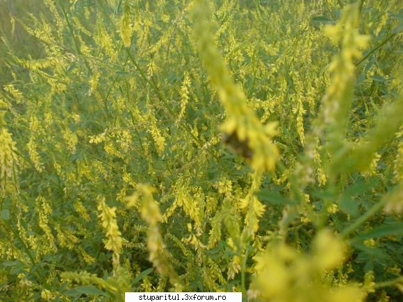 buruiana...cine o cunoaste?????? - alex_sa - BAZA MELIFERA - PLANTE , ARBUSTI , ARBORI