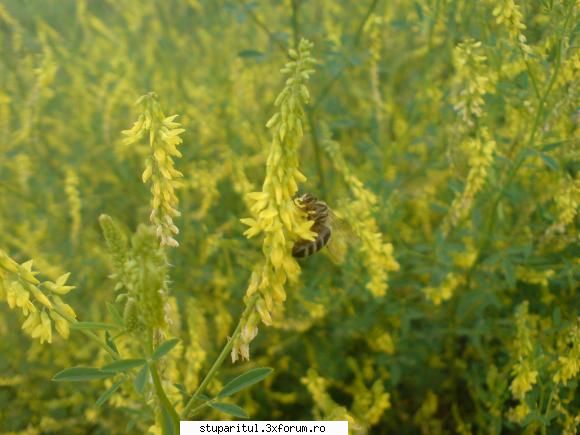 buruiana...cine o cunoaste?????? - una mai de aproape - BAZA MELIFERA - PLANTE , ARBUSTI , ARBORI