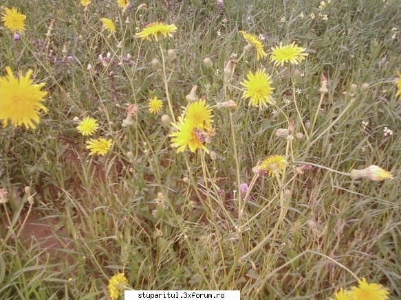buruiana...cine o cunoaste?????? - BUNKA - BAZA MELIFERA - PLANTE , ARBUSTI , ARBORI