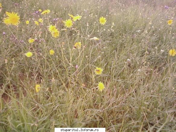 buruiana...cine o cunoaste?????? - uite albina pe floricica - BAZA MELIFERA - PLANTE , ARBUSTI , ARBORI