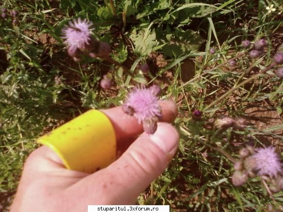 buruiana...cine o cunoaste?????? - uite "scaietele" mirositor - BAZA MELIFERA - PLANTE , ARBUSTI , ARBORI