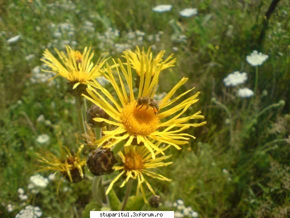 buruiana...cine o cunoaste?????? - nu le stiu denumirile numai - BAZA MELIFERA - PLANTE , ARBUSTI , ARBORI