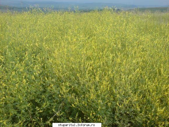 buruiana...cine o cunoaste?????? - danirlM sa sti ca ai dreptate - BAZA MELIFERA - PLANTE , ARBUSTI , ARBORI