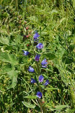buruiana...cine o cunoaste?????? - Nici aia pusa de alex-sa nici - BAZA MELIFERA - PLANTE , ARBUSTI , ARBORI