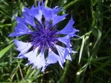 buruiana...cine o cunoaste?????? - Nu cred ca-i albastrea, e alta - BAZA MELIFERA - PLANTE , ARBUSTI , ARBORI