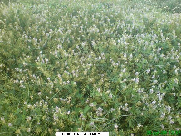 buruiana...cine o cunoaste?????? - nu stiu ce planta este ,dar se - BAZA MELIFERA - PLANTE , ARBUSTI , ARBORI