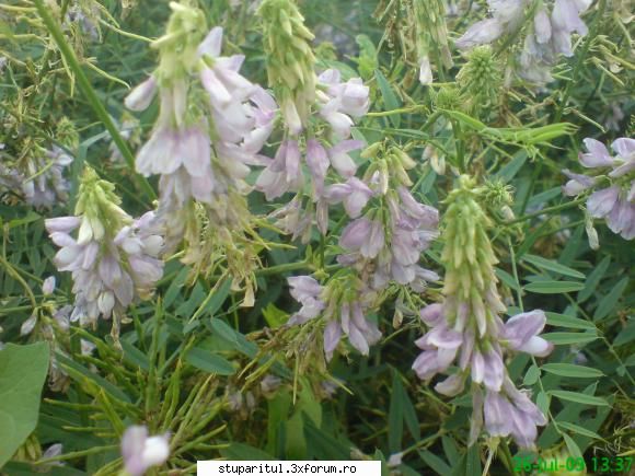 buruiana...cine o cunoaste?????? - mihaipop_55 - BAZA MELIFERA - PLANTE , ARBUSTI , ARBORI