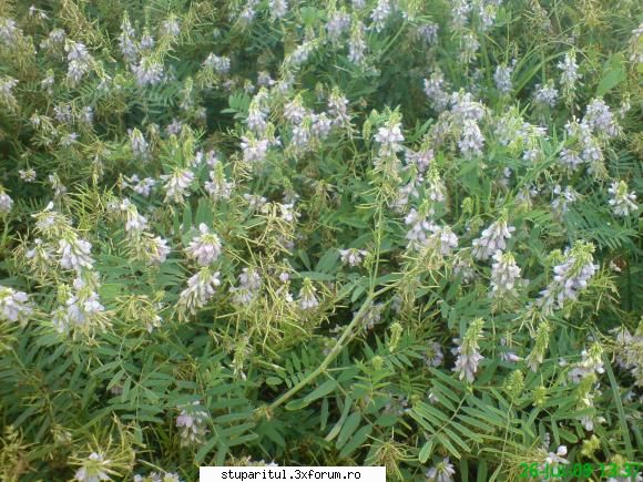 buruiana...cine o cunoaste?????? - nu-i sulfina alba,este de - BAZA MELIFERA - PLANTE , ARBUSTI , ARBORI